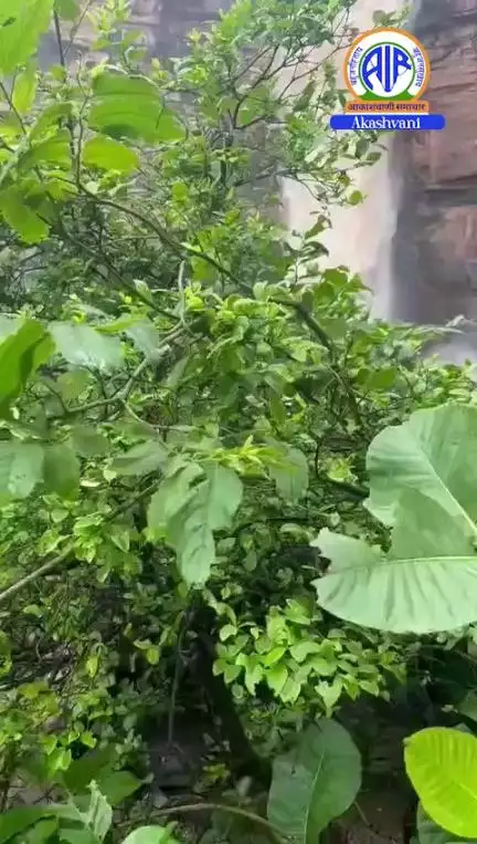 #Bihar: Several waterfalls in hilly regions have been rejuvenated due to continuous #rainfall.