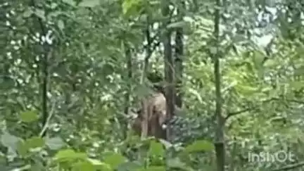 अन्तागढ़: अंतागढ़ ब्लॉक के नहकसा जंगल में पहुंचा दतैल हाथी, लोगों में दहशत का माहौल