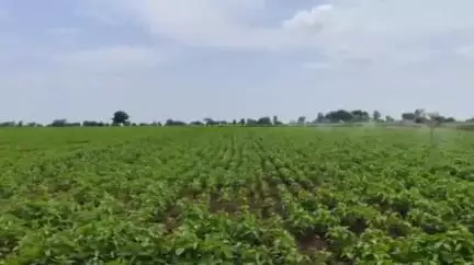 हिंगोली: डिग्रस परीसर व येथे,पावसा अभावी सोयाबीन पीक करपले शेतकऱ्यांनी लावले तुषार स्प्रिंकलर