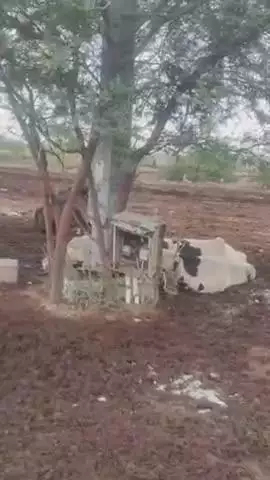 बीकानेर: राजीव नगर में करंट से हुई गाय की मौत, गौ भक्तों ने किया विरोध दर्ज