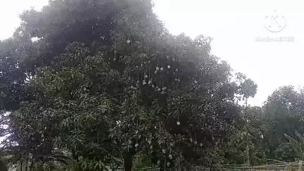 गोरौल: गोरौल प्रखंड क्षेत्र में बारिश से किसानों में खुशी का माहौल