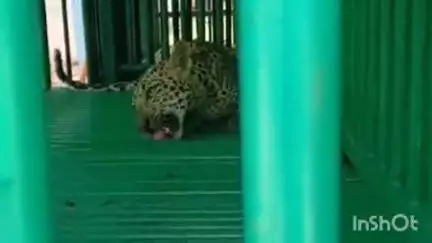 નવસારી: ખેરગામમાં આવેલી ટાંકી ફળિયામાં કદાવર દીપડો પાંજરે પુરાયો