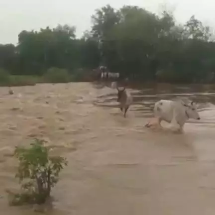 निवाड़ी: निवाड़ी जिले में बरुआ नाला उफान पर, नाले में बही गाय, वीडियो वायरल