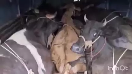 धाराशिव पोलिसांचं ऑपरेशन गोमाता, ४० दिवसांत ३३० गायींची सुटका, २५ वाहनांसह दीड कोटींचा मुद्देमाल जप्त