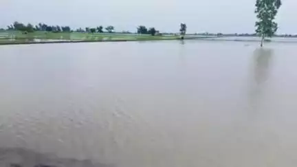 नारनौंद में हुई भयंकर बारिश से गांव पेटवाड़ के खेत हुए जलमग्न