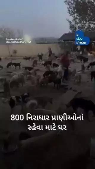800 નિરાધાર અવાચકોનો આધાર બની છે પઠાણકોટ, પંજાબની સોનિયા ચૌધરી. |Dog rescue | Humanity | Animal lover