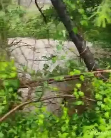 भातकुली: वाठोडा शुक्लेश्वर येथे जोरदार पाऊस, घरे आणि गोठ्यांमध्ये शिरले पाणी