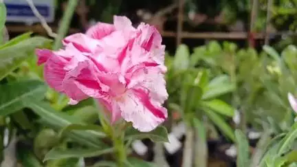 কৃষ্ণনগর ১: প্রথমবারের জন্য কৃষ্ণনগর শহরে কৃষ্ণনগর হাইস্কুলে শুরু হল গাছের মেলা