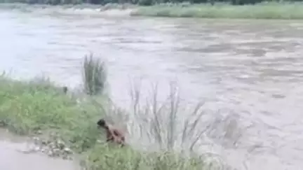 थानेसर: जिले के बजीदपुर गांव में 2 चचेरी बहनों ने यमुना नदी में लगाई छलांग, गोताखोर प्रगट सिंह ने चलाया खोज अभियान