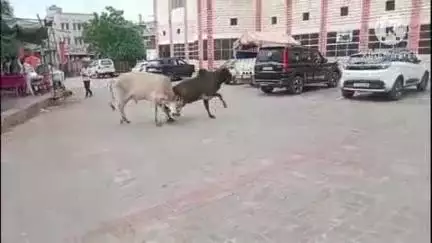 डीडवाना: राजकीय जिला चिकित्सालय में मवेशियों का आतंक, मरीज हो रहे परेशान