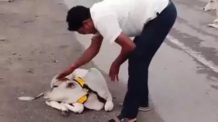 अटेर: अटेर के दीनापुरा में समाजसेवियों ने वर्षा में गायों के गले में रिफ्लेक्टर पट्टी बांधी, हादसे कम होंगे