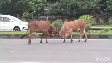 નવસારી: NH 48 પર RTO નજીક 24 કલાક ધમધમતા હાઇવે પર આખલા યુદ્ધ, વીડિયો વાયરલ