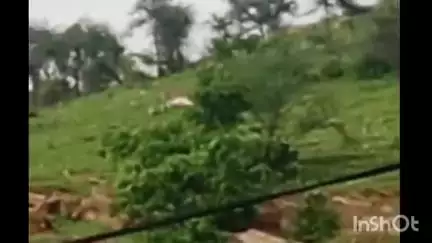 डूंगरपुर: बासड़वाडा मोहल्ले की पहाड़ी पर पैंथर का मूवमेंट, गाय के बछड़े और एक बकरी का किया शिकार, शिकार का वीडियो हुआ कैमरे में कैद