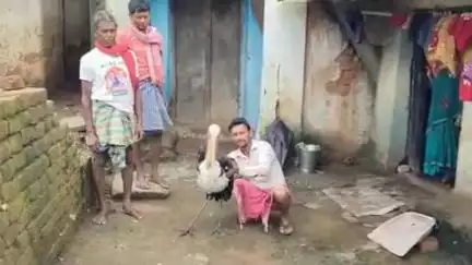 गोला: पक्षियों के राजा गरुड़ पतरातू गांव पहुंचे, ग्रामीणों ने वन विभाग को सौंपा
