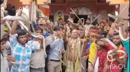 हसनपुर: सकरपुरा गांव में लगा सांपों का मेला, वीडियो हुआ वायरल