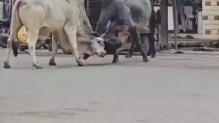सुमेरपुर: सुमेरपूर शहर में बेसहारा नंदियों की लड़ाई में बाल-बाल बचा टेंपो ड्राइवर, सवारी आए दिन हो रहे हादसे