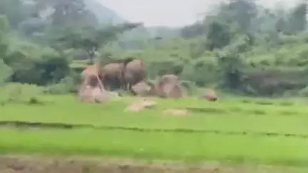 गोला: सुतरी गांव के जंगल में दिनभर जमे रहे जंगली हाथी, क्षेत्र के लोगों में भय का माहौल
