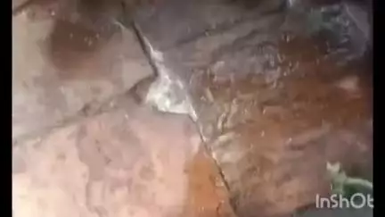कुलपहाड़: बरसात में जहरीले सांपों का खतरा बढ़ा, महुआबांध में भैंस को सांप ने डसने से मौत