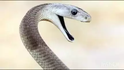 दरियापुर: जैतीपुर के युवक को सांप ने डंसा, इलाज के दौरान मौत, परिजनों में कोहराम