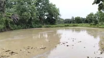 फरसाबहार: खेजूरघाट-सागजोर इलाके में बारिश बनी किसानों की मुसीबत, धान की फसल बर्बादी के कगार पर
