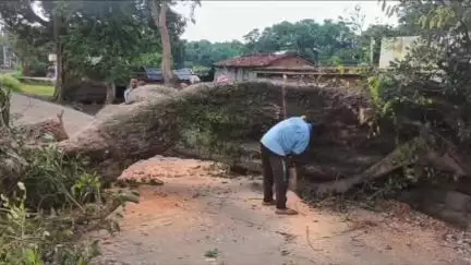 सेन्हा: जोगना गांव में गिरा सौ साल पुराना पाकर का पेड़, कई गांवों का ज़िला मुख्यालय से संपर्क ठप
