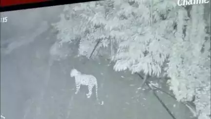 दिंडोरी: पांडाने येथे पुणे गाव फाट्याजवळ बिबट्याचा मुक्त संचार सीसीटीव्हीत कैद वन विभागाने केले जनजागृती