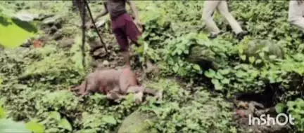 प्रतापपुर: वन परिक्षेत्र घुई जंगल में झोपड़ी बनाकर रह रहे बुजुर्ग की हाथी के हमले में हुई मौत