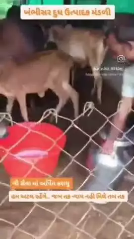 મોડાસા: મોડાસાના ખંભીસરમાં પશુપાલકોનો અનોખો વિરોધ: પશુઓને દૂધ પીવડાવતું વીડિયો વાયરલ