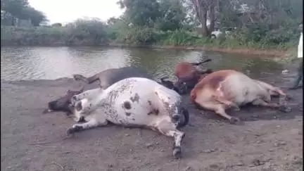 पुर्णा: रानडुकराच्या कळपास पाहून पशुधन बिथरले; खदानीत पडून बैल,म्हैस, गाय, वासराचा बुडून मृत्यू मिरखेल येथील घटना