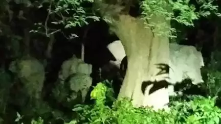 জামবনি: বামুনডিহা গ্ৰাম লাগোয়া জঙ্গলে ঢুকে পড়ল প্রায় 6 টি হাতির একটি দল এলাকায় সতর্কতা জারি করল বনদপ্তর