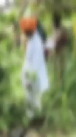 मिश्रिख: दरियापुर में संदिग्ध अवस्था में अमरूद के पेड़ पर लटका मिला बुजुर्ग का शव, मचा हड़कम्प