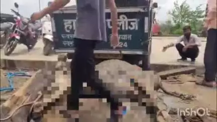 लाड़कुई में कचरा गाड़ी से लटकाकर मृत गाय को ले जाया गया, वीडियो वायरल