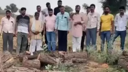 नोखा: कुकणियां गांव की रोही में ग्रामीणों ने खेजड़ी के पेड़ों से भरी पिकअप पकड़ी, पुलिस को दी सूचना