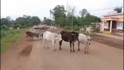 बड़वारा: ग्राम सुड्डी में सड़कों पर आवारा मवेशियों का कब्जा, वाहन चालक दुर्घटनाग्रस्त, प्रशासन बेखबर