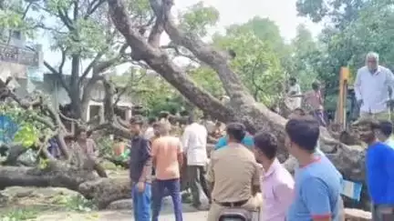सिराथू: कड़ा धाम पुलिस की लापरवाही से राजधानी मार्ग कई घंटों तक बाधित, बिना सेफ्टी के काटा जा रहा पेड़ सड़क पर गिरा