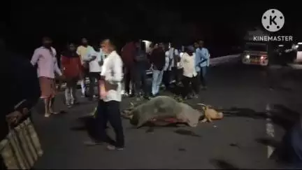 পুরুলিয়া ২: পুরুলিয়া বাঁকুড়া জাতীয় সড়কের গেঙ্গাড়া মোড়ে বাসের ধাক্কায় জখম ষাঁড়, চাঞ্চল্য