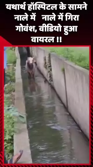 गौतम बुद्ध नगर: ग्रेटर नोएडा वेस्ट के यथार्थ हॉस्पिटल के सामने गोवंश नाले में गिरा, वीडियो हुआ वायरल