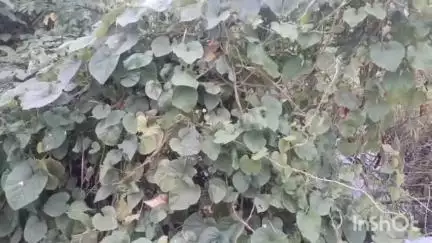 জগৎবল্লভপুর: জগৎবল্লভপুরের ইসলামপুর শ্যামচক এলাকায় এক অজ্ঞাত পরিচয় ব্যক্তির পচাগলা মৃতদেহ উদ্ধার করল পুলিশ।