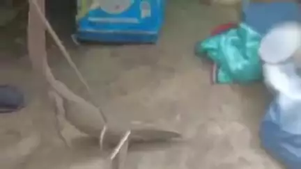 फतेहपुर: सदर के तुराबली का पुरवा मोहल्ले में घर में घुसे बिछखापड़ को टीम ने पकड़ा, घर के लोगों ने ली राहत की सांस