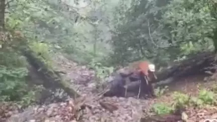 डुंडा: राड़ी टॉप के पास बरसाती नाले में फंसे 2 गाय के बछड़ों का फायर टीम ने किया सुरक्षित रेस्क्यू