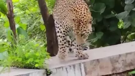बुलढाणा: बोथा घाटात वाहन चालकाला दिवसाढवळ्या बिबट्याचे दर्शन,व्हीडिओ होतोय व्हायरल
#viralvideo