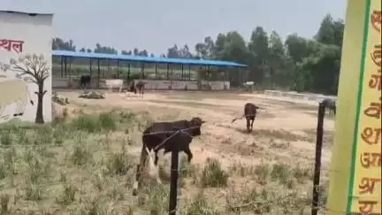 बिसवां: नेवादा गांव के घुमंतू गोवंशों को खंड विकास अधिकारी के आदेश पर ग्राम प्रधान ने पकड़वाकर दाउदपुर की गौशाला भेजा
