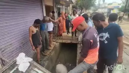 विदिशा नगर: अहमदपुर रोड पर नाले में गिरी गाय, नगरपालिका की मदद से निवासियों ने निकाला बाहर