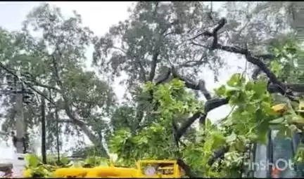 टिकारी: टिकारी नगर परिषद कार्यालय में जेसीबी सहित अन्य मशीनों पर गिरा विशाल कदंब का पेड़, हजारों का नुकसान