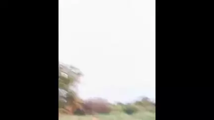 भोकरदन: अनवा परिसरामध्ये शेतकऱ्याच्या मका पिकाचे हरणाचे कळप करत आहे मोठे नुकसान