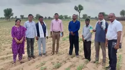 नागौर: कृषि विभाग की टीम ने नागौर के कातरा प्रभावित क्षेत्र का दौरा किया, किसानों को बताया उपचार का तरीका
