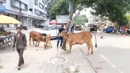 અંકલેશ્વર: અંકલેશ્વર નોટિફાઇડ એરીયા ઓથોરીટી દ્વારા બે દિવસમાં રસ્તે રખડતા ઢોરને પકડવાની ઝુંબેશ હાથ ધરી 15 પશુઓને પકડ્યા હતા.