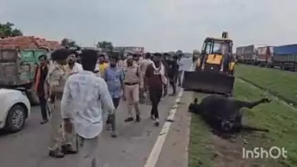 शाजापुर: नेशनल हाइवे पर मृत गायें मिलने से चक्काजाम करने वाले ग्रामीणों पर कोतवाली थाने में मामला दर्ज