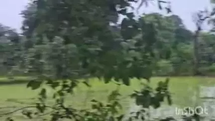 बुढ़ार: बुढार रेंज के बाद हाथियों का दल अनूपपुर के अहिरगवा पहुंचा