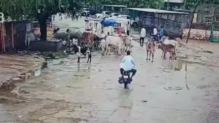 मूंडवा: मूंडवा के कुचेरा थाना अंतर्गत बुटाटी धाम मंदिर के पास स्कूल के सामने निसहाय गायों व आवारा पशुओं को चारा डालने पर लगी रोक